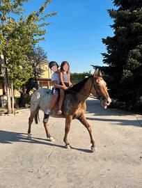 Cavallo