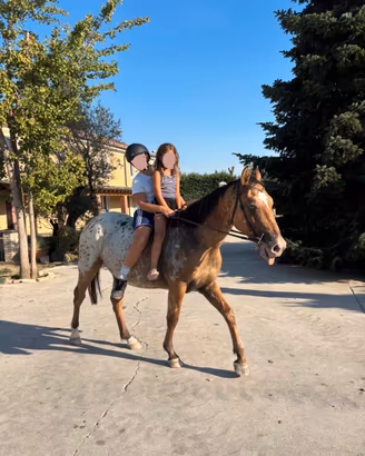 Cavallo