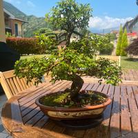 BONSAI DI ZELKOVA OLMO GIAPPONESE VASO BONSAI