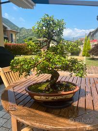 BONSAI DI ZELKOVA OLMO GIAPPONESE VASO BONSAI