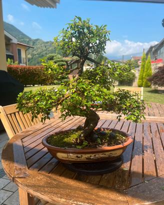 BONSAI DI ZELKOVA OLMO GIAPPONESE VASO BONSAI
