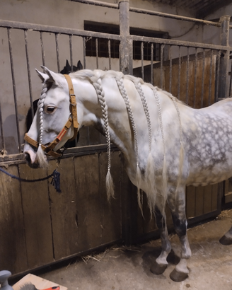 Cavallo pre