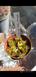 Dionaea "fuzed teeth shark"