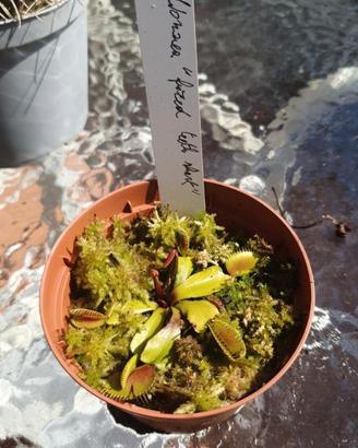 Dionaea "fuzed teeth shark"
