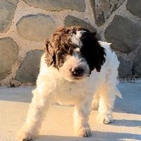 Cuccioli di LAGOTTO