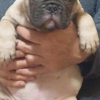 Bouledogue francese