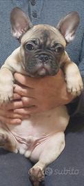 Bouledogue francese