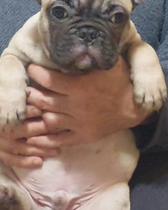 Bouledogue francese