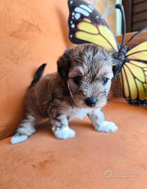 Maltipoo