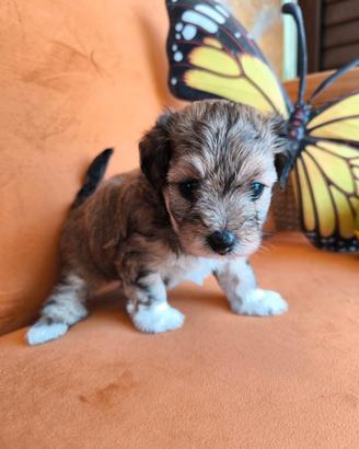 Maltipoo