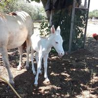 Pony