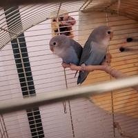 Inseparabili pappagalli