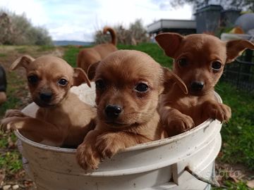 Cucciolo di Pinscher nano