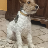 Fox terrier