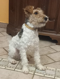 Fox terrier