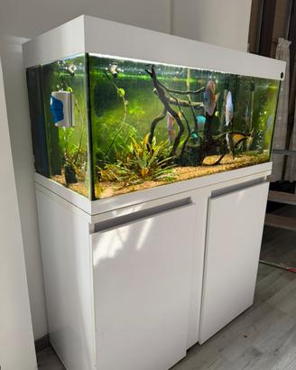 Acquario tropicale