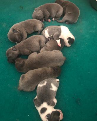 Staffordshire bull terrier blu