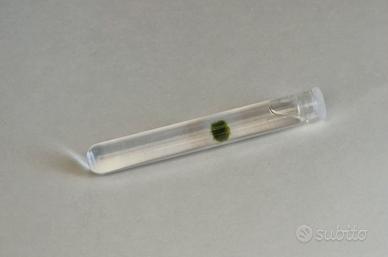 Mini Marimo in mini  Ampolla di Vetro - Pezzo Raro