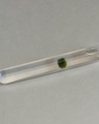 Mini Marimo in mini  Ampolla di Vetro - Pezzo Raro