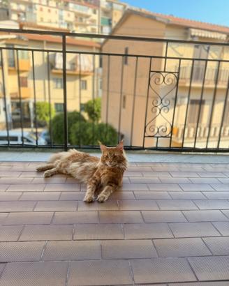 Maine Coon Red tabby per monta