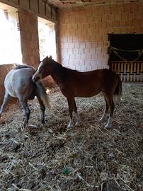 Pony femmina