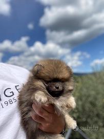 Cuccioli di spitz Nano Pomerania