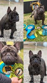 Bulldog francese x monta