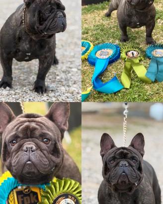 Bulldog francese x monta