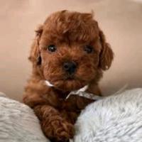 Barboncino toy maschio