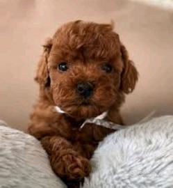 Barboncino toy maschio