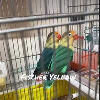 Pappagalli Iseparabili pulli Fischer
