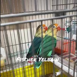 Pappagalli Iseparabili pulli Fischer