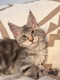 Cucciolo Maine Coon Blu Silver - Alta Genealogia