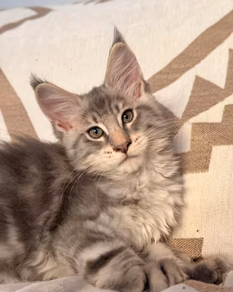 Cucciolo Maine Coon Blu Silver - Alta Genealogia