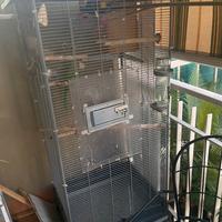 Parrocchetti dal collare