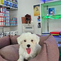 Cuccioli di maltese mini toy koreani bianchi