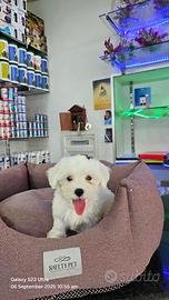 Cuccioli di maltese mini toy koreani bianchi