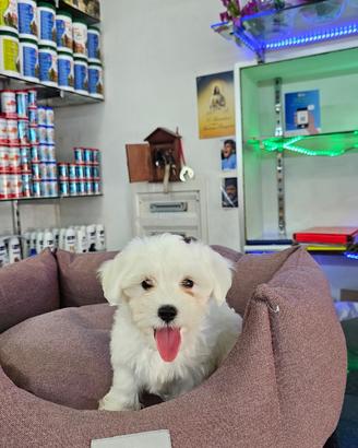 Cuccioli di maltese mini toy koreani bianchi