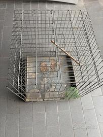 Gabbia per uccelli 