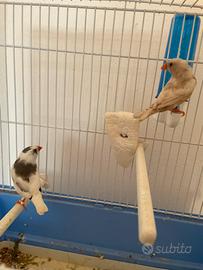 Ucelli diamantini Mandarini