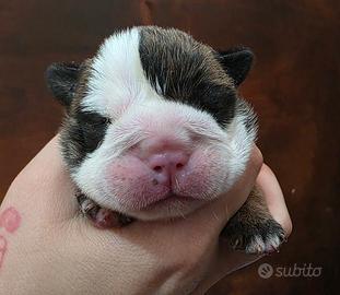 Bulldog Inglese