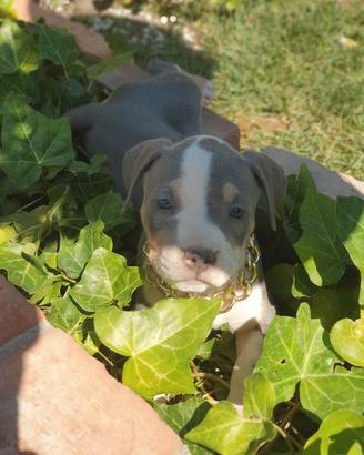 pitbull tricolor 