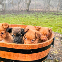 Cuccioli piccola taglia cagnolini