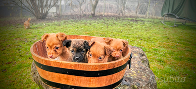 Cuccioli piccola taglia cagnolini