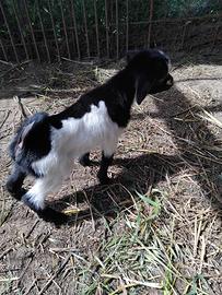 Capretto tibetano (nano)