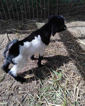 Capretto tibetano (nano)