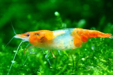 Tutte le varieta' caridine e neocaridine disponibi