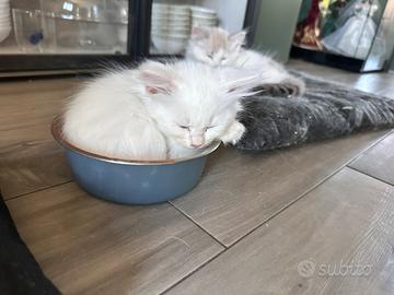 Gattini siberiani con pedigree