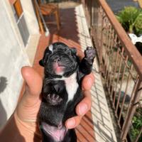 Bulldog francese