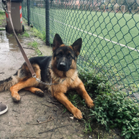 Cediamo pastore tedesco